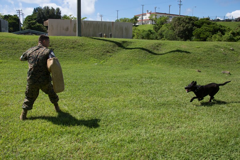 CAMP HANSEN, OKINAWA, Japan – Military working dog Oohio preforms an aggression exercise Aug. 31 at the kennels on Camp Hansen, Okinawa, Japan.