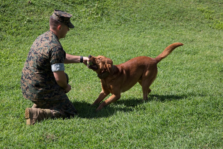 CAMP HANSEN, OKINAWA, Japan – Military working dog Gage and Cpl. Alex Marquissee play with a tennis ball Aug. 31 at the kennels on Camp Hansen, Okinawa, Japan.