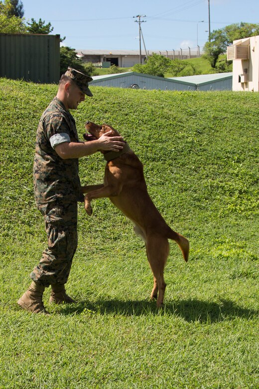 CAMP HANSEN, OKINAWA, Japan – Cpl. Alex Marquissee exercises his military working dog, Gage, Aug. 31 at the kennels on Camp Hansen, Okinawa, Japan.