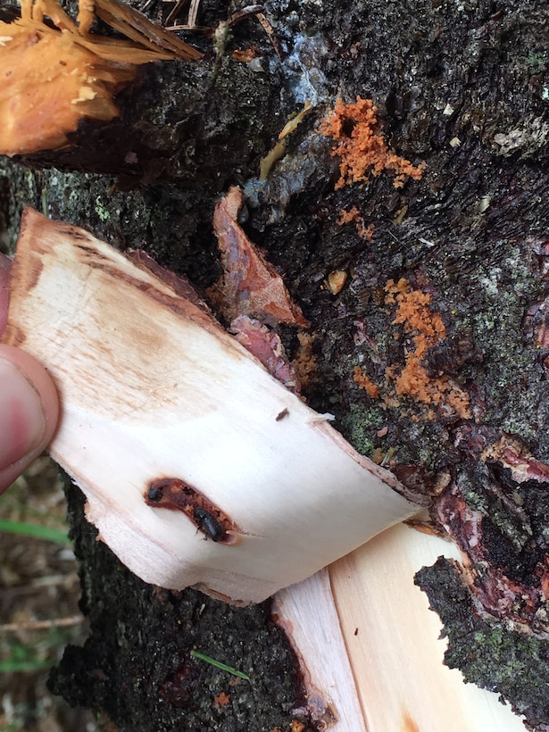 Spruce bark beetle sinking its teeth deeper into Alaska’s forests