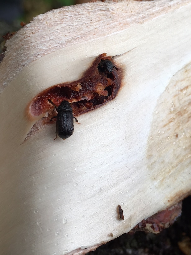 Spruce Bark Beetle Sinking Its Teeth Deeper Into Alaska’s Forests