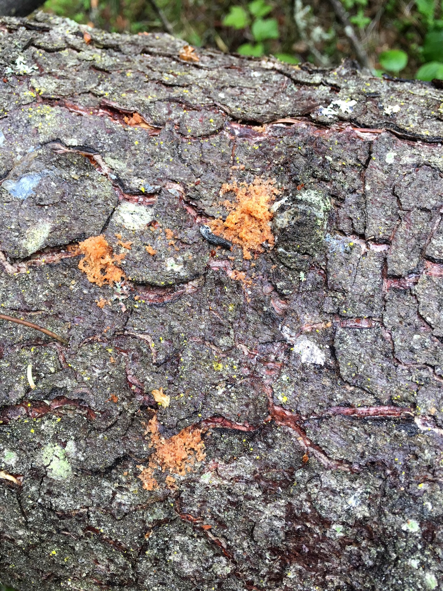 Spruce bark beetle dung, called frass, or “sawdust,” marks where a spruce bark beetle has burrowed under the bark of a spruce tree at Joint Base Elmendorf-Richardson, Alaska, June 6, 2018. Spruce bark beetles are attacking Alaska’s spruce tree population from the Kenai Peninsula to the Matanuska Valley and JBER. In the past 35 years, spruce beetle outbreaks have resulted in the loss of an estimated three billion board feet of timber in Alaska.