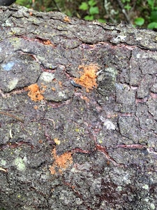 Spruce bark beetle dung, called frass, or “sawdust,” marks where a spruce bark beetle has burrowed under the bark of a spruce tree at Joint Base Elmendorf-Richardson, Alaska, June 6, 2018. Spruce bark beetles are attacking Alaska’s spruce tree population from the Kenai Peninsula to the Matanuska Valley and JBER. In the past 35 years, spruce beetle outbreaks have resulted in the loss of an estimated three billion board feet of timber in Alaska.