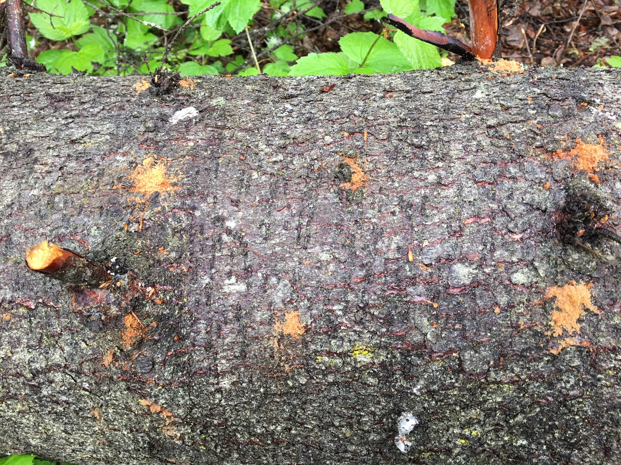 Spruce bark beetle dung, called frass, or “sawdust,” marks where a spruce bark beetle has burrowed under the bark of a spruce tree at Joint Base Elmendorf-Richardson, Alaska, June 6, 2018. Spruce bark beetles are attacking Alaska’s spruce tree population from the Kenai Peninsula to the Matanuska Valley and JBER. In the past 35 years, spruce beetle outbreaks have resulted in the loss of an estimated three billion board feet of timber in Alaska.