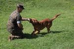 CAMP HANSEN, OKINAWA, Japan â€“ Military working dog Gage and Cpl. Alex Marquissee play with a tennis ball Aug. 31 at the kennels on Camp Hansen, Okinawa, Japan.