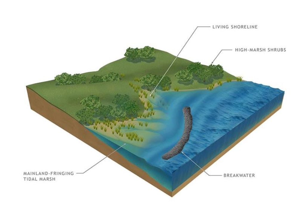 Natural and nature-based features such as living shorelines are potential solutions under consideration as part of the study.  Natural coastal features take a variety of forms, including reefs, barrier islands, dunes, beaches, wetlands, and maritime forests. 