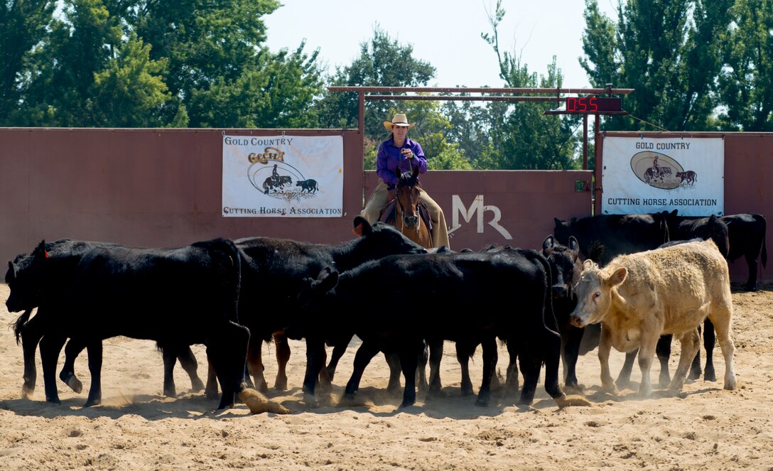 Cutting is a western-style equestrian competition in which a horse and rider work as a team before a judge or panel of judges to demonstrate the horse's athleticism and ability to handle cattle during a ​2 1⁄2 minute performance, called a "run." Each contestant is assisted by four helpers: two are designated as turnback help to keep cattle from running off to the back of the arena, and the other two are designated as herd holders to keep the cattle bunched together and prevent potential strays from escaping into the work area.