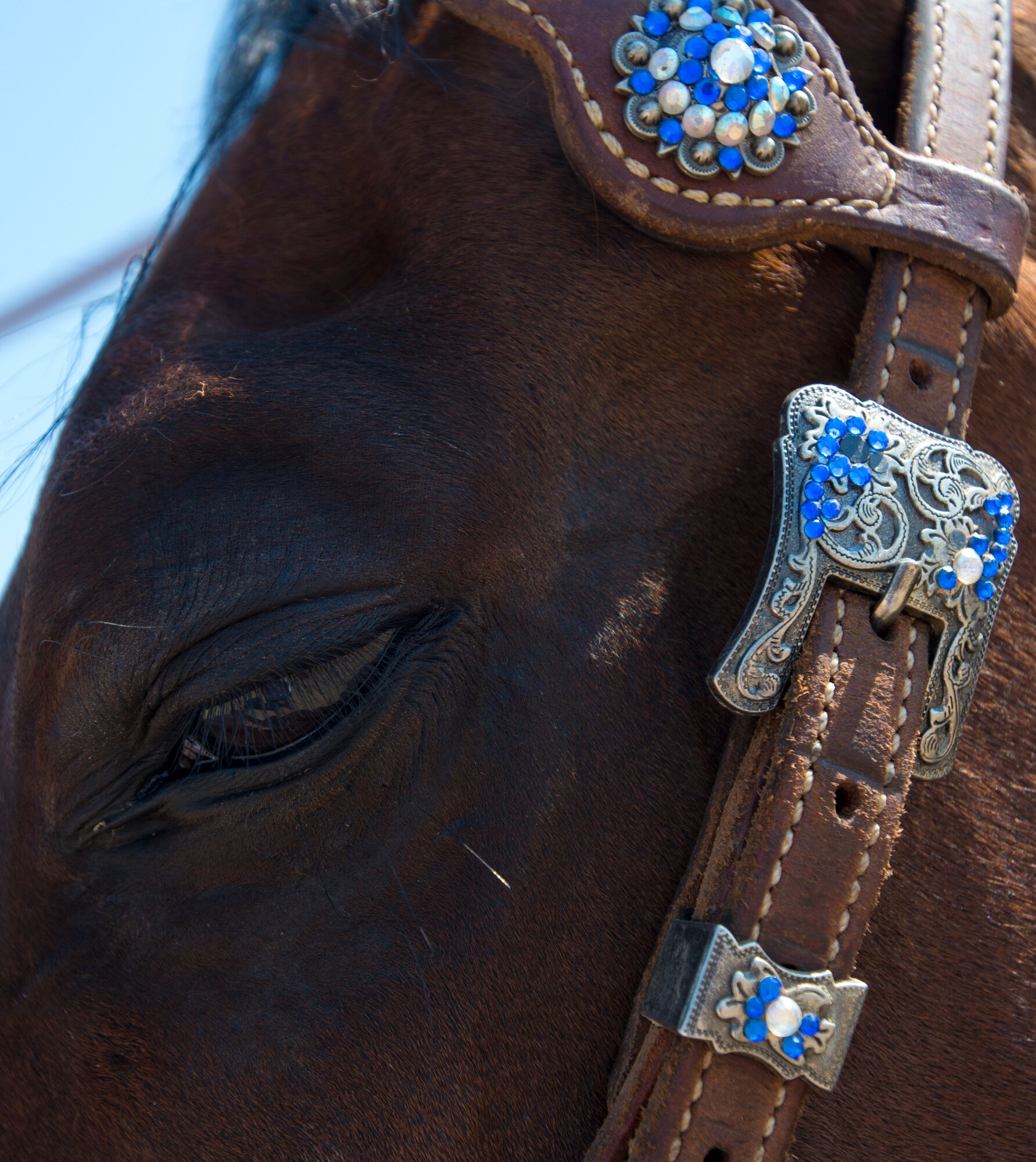 Cutting is a western-style equestrian competition in which a horse and rider work as a team before a judge or panel of judges to demonstrate the horse's athleticism and ability to handle cattle during a ​2 1⁄2 minute performance, called a "run." Each contestant is assisted by four helpers: two are designated as turnback help to keep cattle from running off to the back of the arena, and the other two are designated as herd holders to keep the cattle bunched together and prevent potential strays from escaping into the work area.