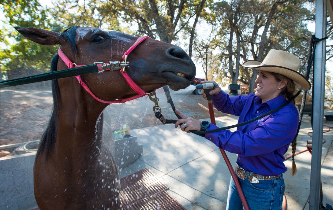 Cutting is a western-style equestrian competition in which a horse and rider work as a team before a judge or panel of judges to demonstrate the horse's athleticism and ability to handle cattle during a ​2 1⁄2 minute performance, called a "run." Each contestant is assisted by four helpers: two are designated as turnback help to keep cattle from running off to the back of the arena, and the other two are designated as herd holders to keep the cattle bunched together and prevent potential strays from escaping into the work area.