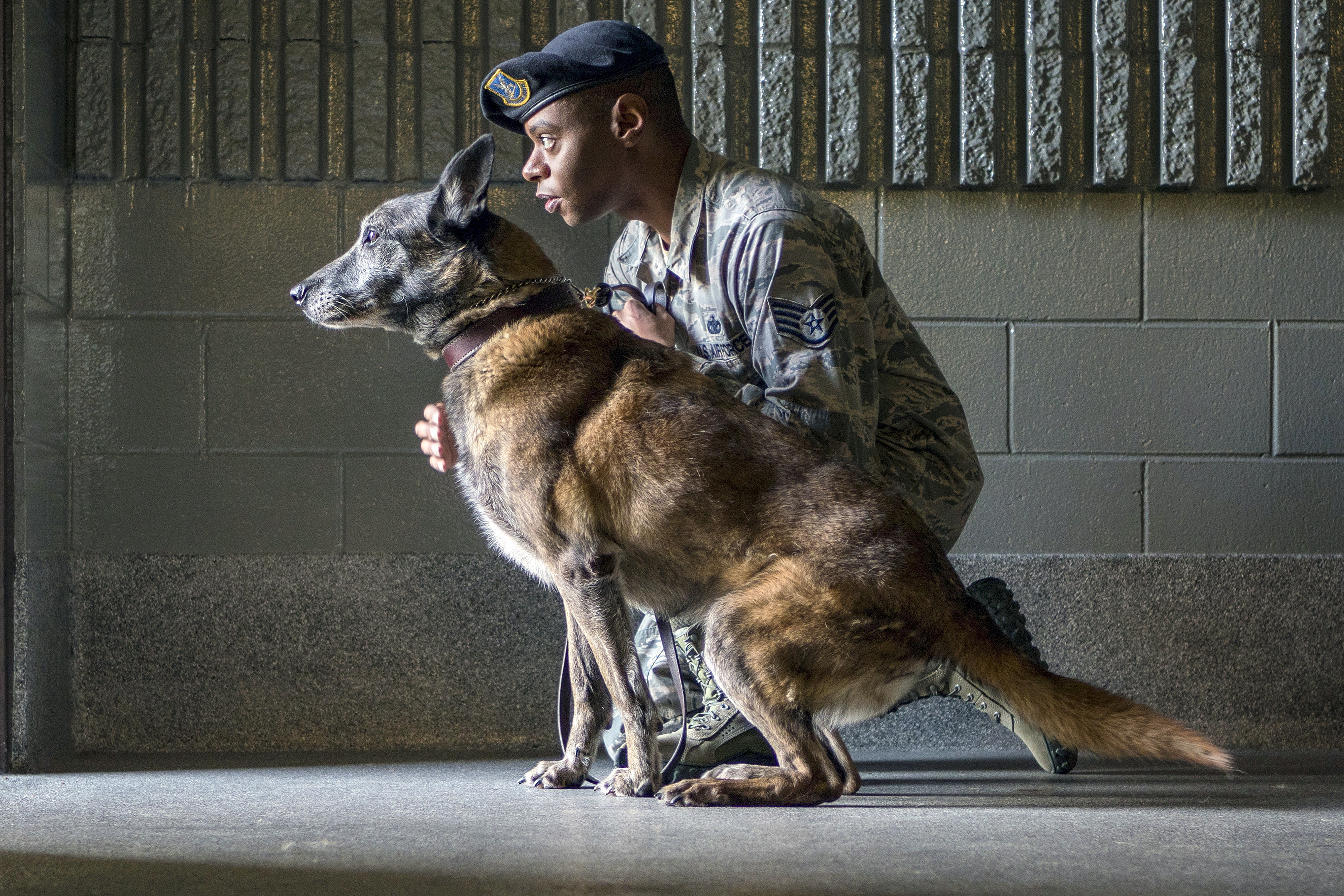 Bravest ig Dog