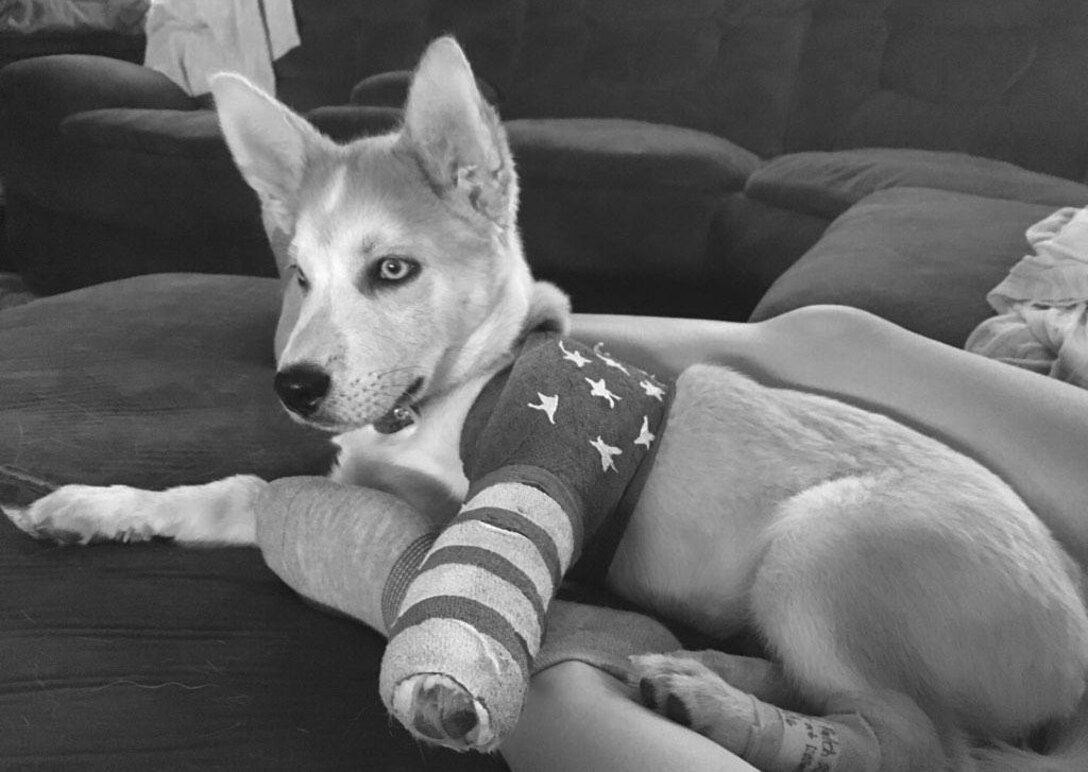 A puppy with a cast on his left front leg rests on a couch.