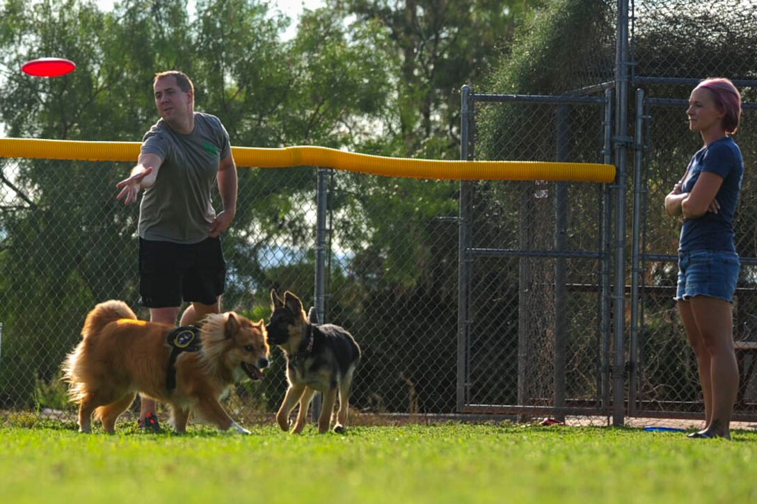 Two people play fetch with their dogs.