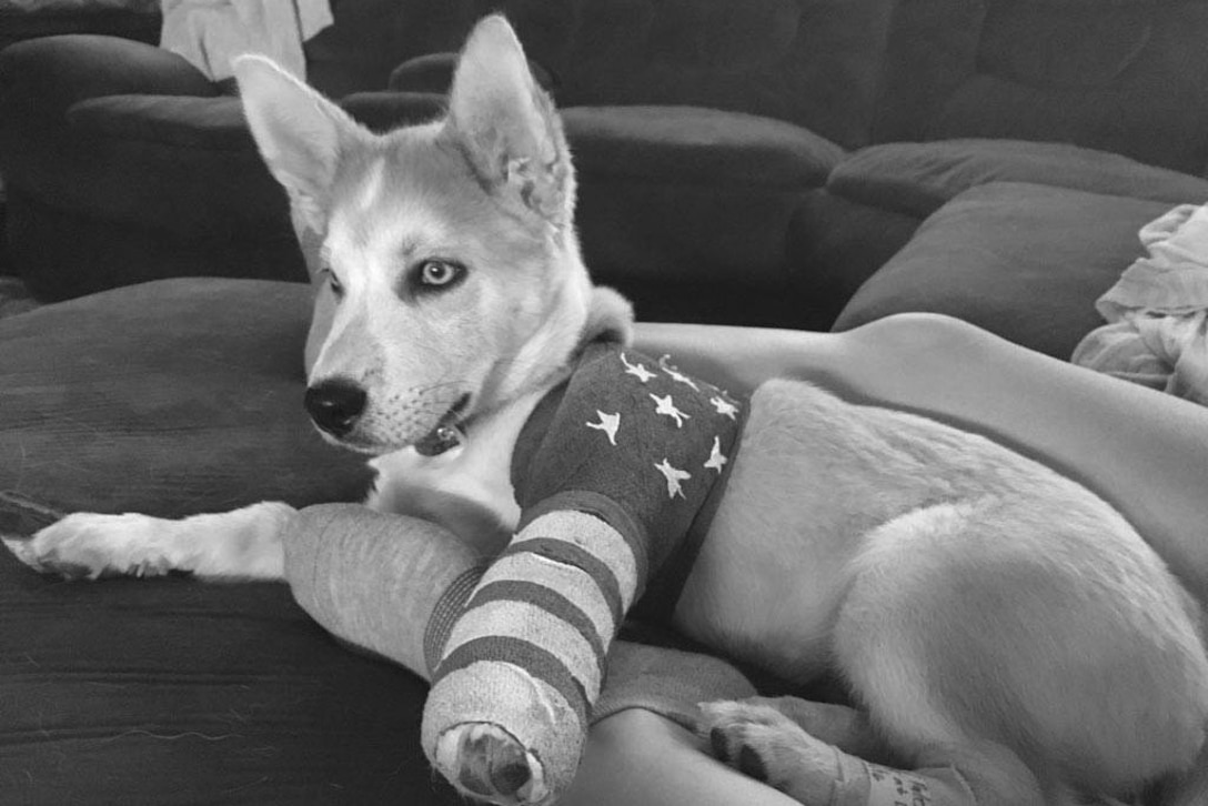 A puppy with a cast on his left front leg rests on a couch.