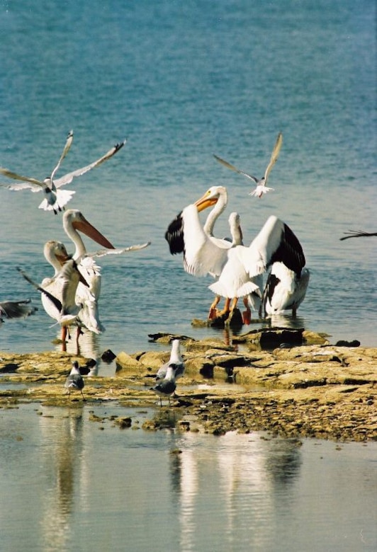Migratory pelicans gather at Harlan County Lake, near Republican City, Neb.