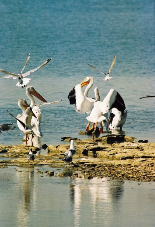 Migratory pelicans gather at Harlan County Lake, near Republican City, Neb.