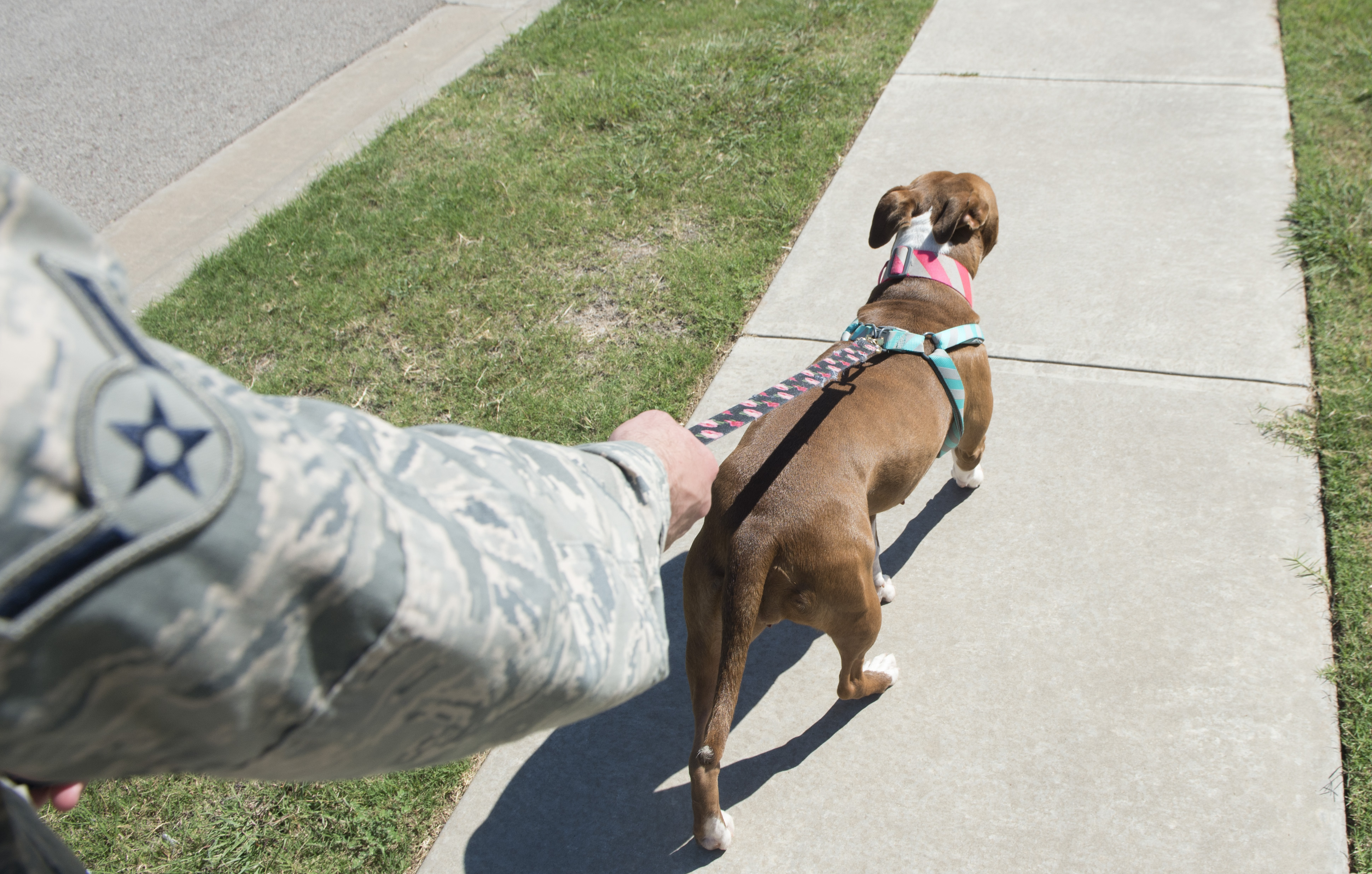 The Responsibilities Of Pet Ownership On Base Altus Air Force