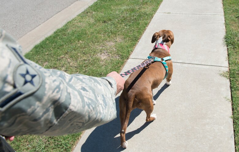 A dog walks at the end of their leash a housing area September 17, 2018, on Altus Air Force Base, Okla. Pets are allowed on United States military bases as part of a family, but must remain leashed when walking around base.