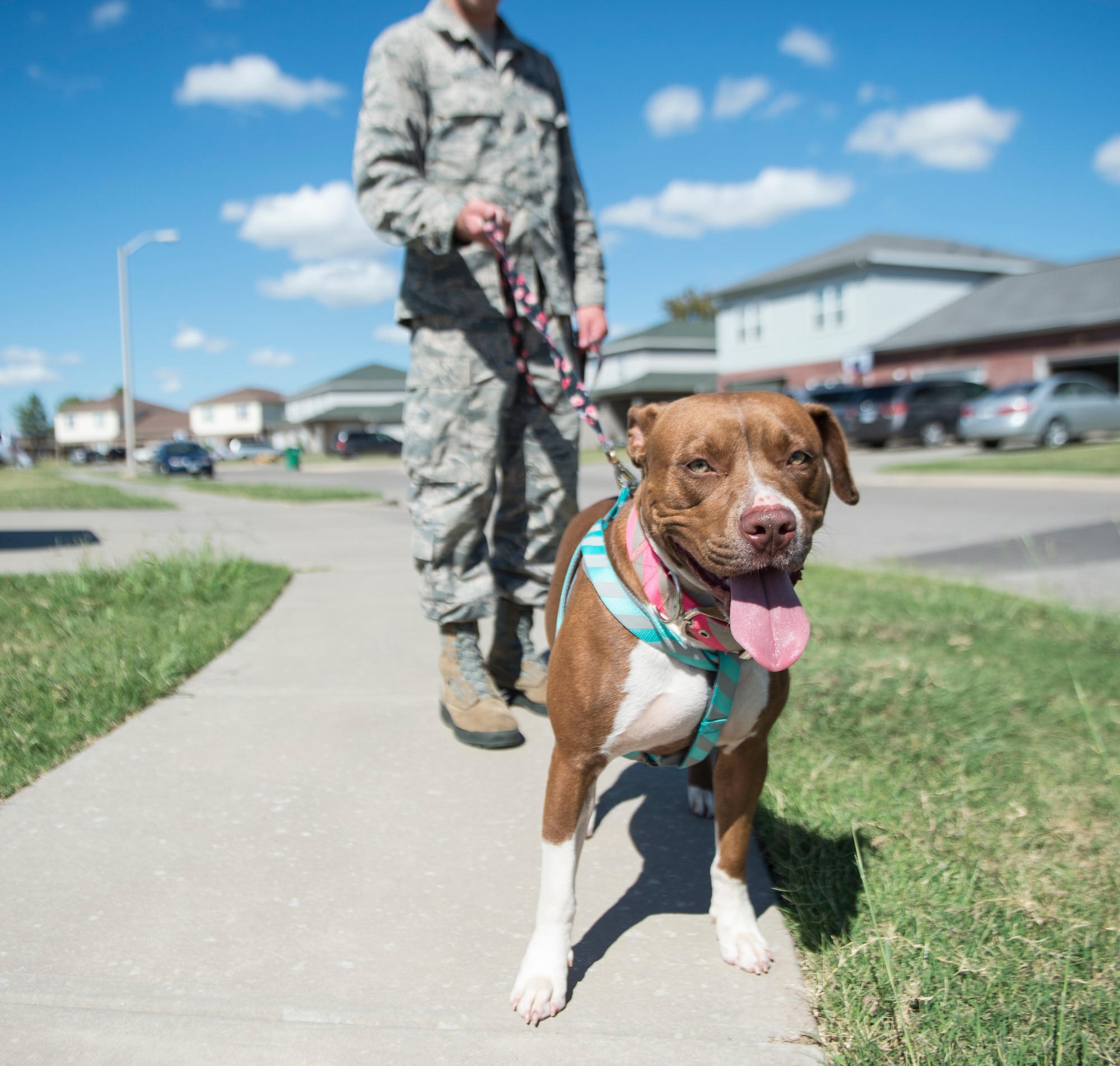 An Airman walks a dog in a housing area September 17, 2018, on Altus Air Force Base, Okla. Pets are allowed on United States military bases as part of a family, but must remain leashed when walking around base.
