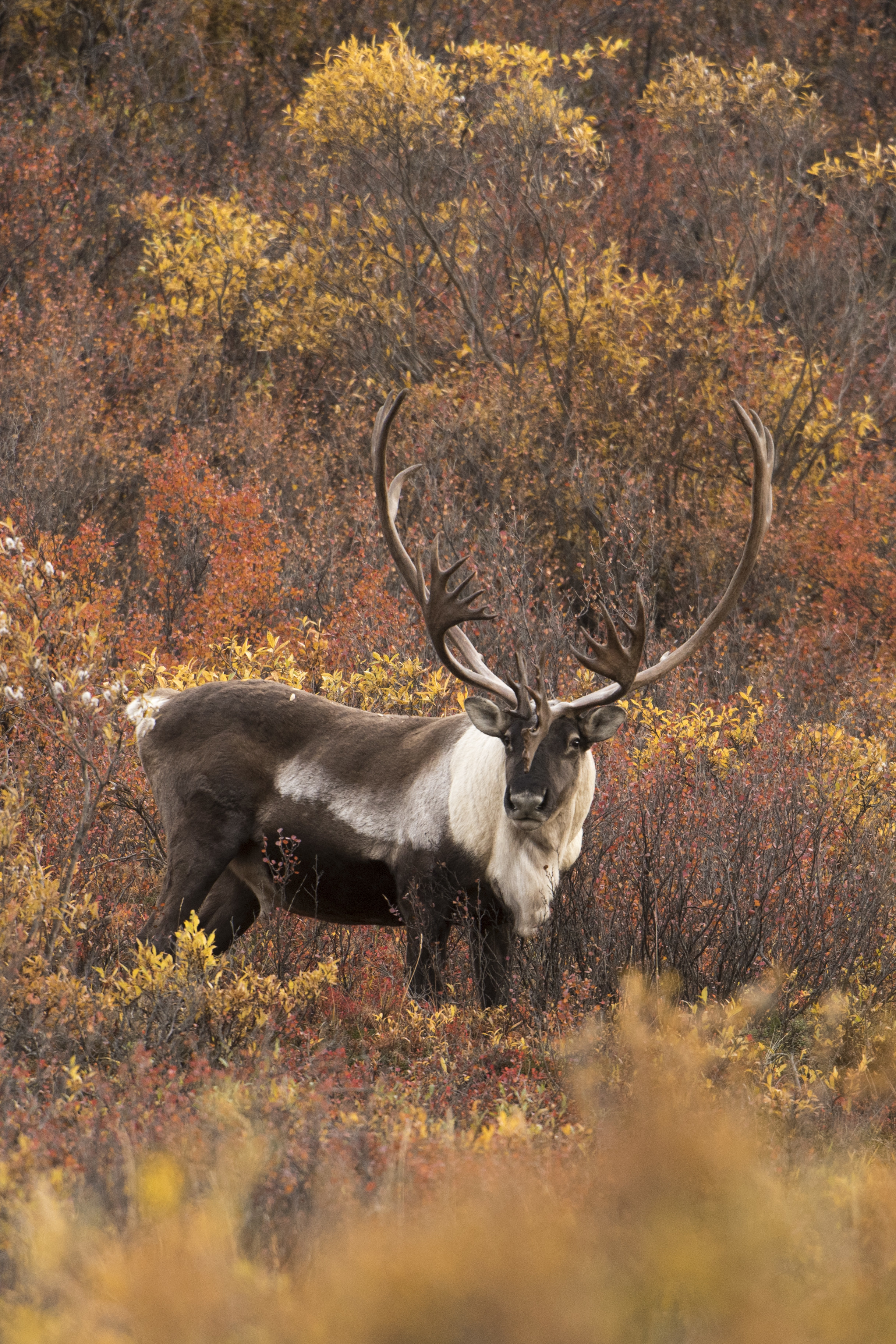 Alaska-based service members explore Denali