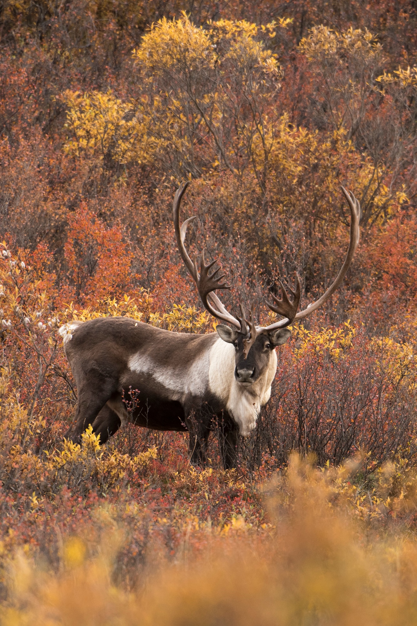 A caribou stands on a hillside at Mile 31 during Military Appreciation Day, Denali National Park and Preserve, Alaska, Sept. 15, 2018. The 11th annual Military Appreciation Day included 400 “road lottery” tickets given out to Alaska-based service members. With the warm, dry weather conditions this year, road lottery recipients were given the chance to drive out to the end of the park road at Mile 92.