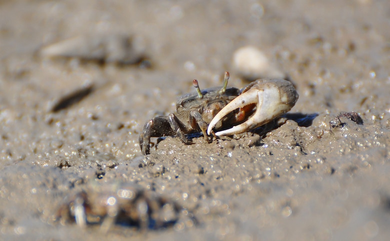 A fiddler crab peaks out of its muddy hole at the Santa Ana River Marsh Sept. 15 in Newport Beach, California. It is one of many species that make the marsh its home.