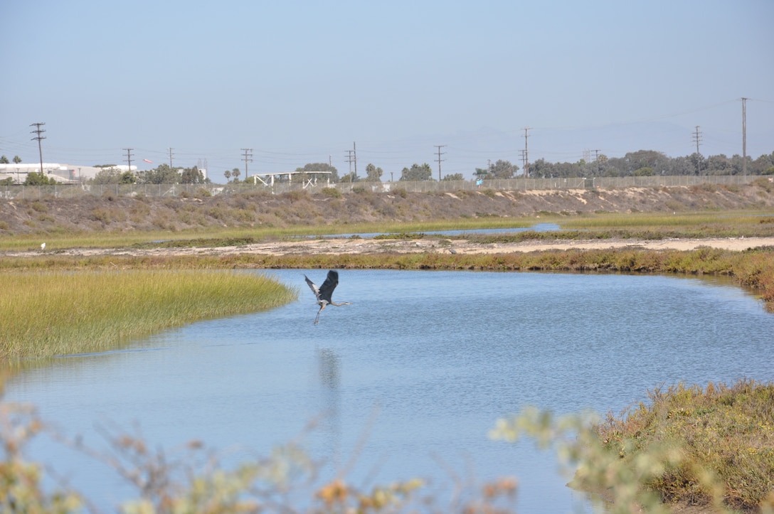 A Great Blue Heron makes its way across the Santa Ana River Marsh Sept. 15 during California Coastal Cleanup Day. It is one of several bird species that make the marsh its home.