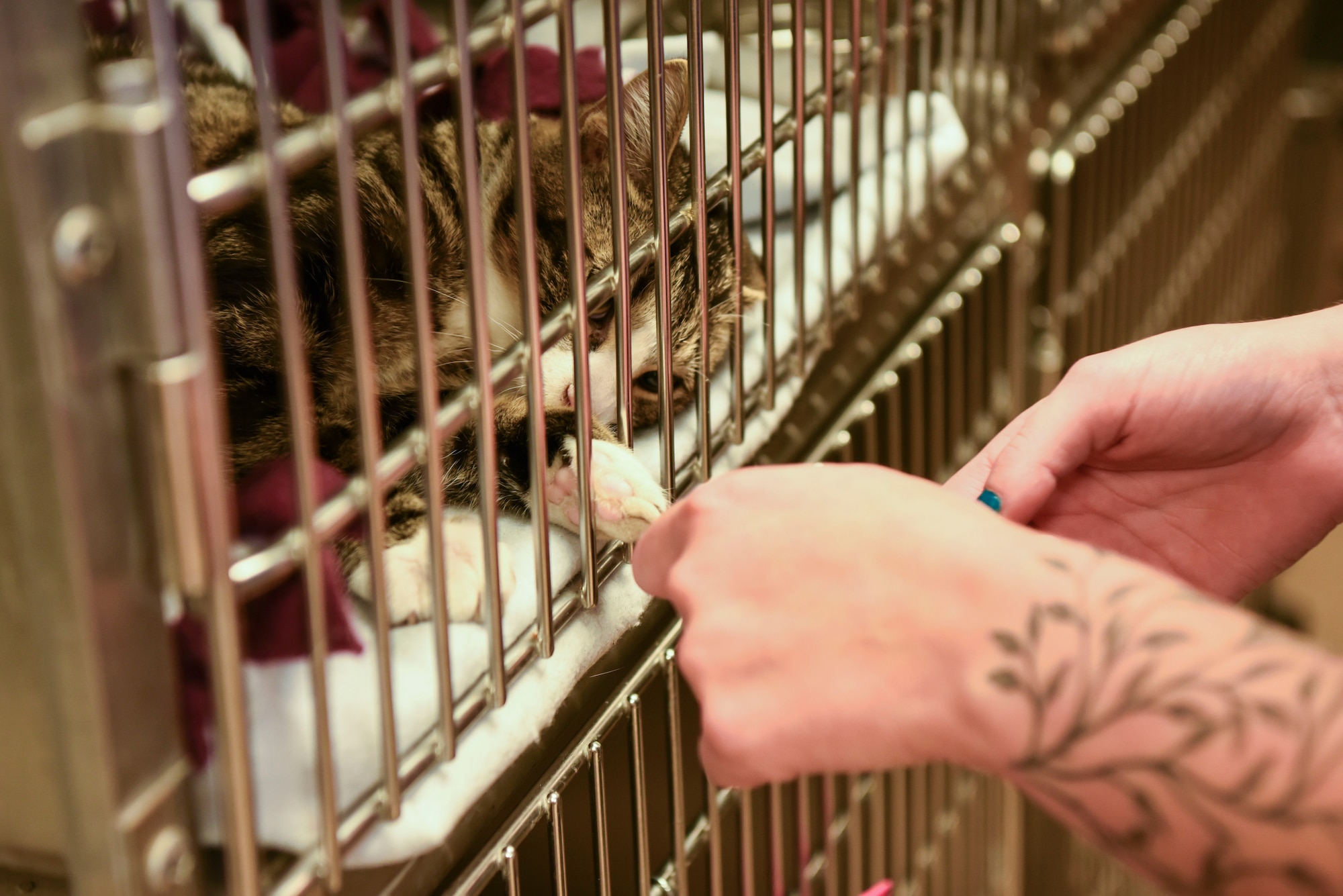 Airman 1st Class Abbigail Plescia, a 348th Reconnaissance Squadron all source intel analyst, plays with kittens while volunteering at Circle of Friends Humane Society Sept. 19, 2018, in Grand Forks, North Dakota. Plescia spent time getting to know all of the furry friends in the animal shelter, and gave the kittens attention and play-time. (U.S. Air Force photo by Airman 1st Class Melody Wolff)