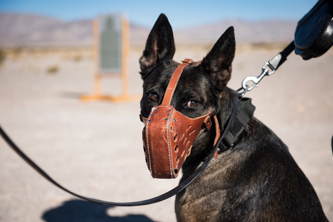 Hugo, 99th Security Forces Squadron military working dog, reacts to his handler’s commands at Nellis Air Force Base, Nevada, Sept. 19, 2018. The live-fire exercise focused on the unit’s combat training readiness. (U.S. Air Force photo by Airman 1st Class Andrew D. Sarver)