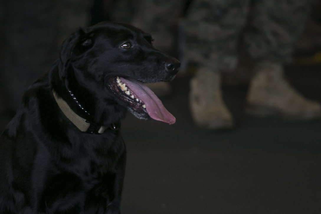 Rigsby, a military working dog with the 31st Marine Expeditionary Unit, waits for a command during a military working dog demonstration aboard the amphibious assault ship USS Wasp (LHD 1) while underway in the Pacific Ocean, Sep. 19, 2018. The 31st MEU uses military working dogs and their handlers for protection and aggression in order to disarm and take down targets when needed. The 31st MEU, the Marine Corps’ only continuously forward-deployed MEU, provides a flexible force ready to perform a wide-range of military operations in the Indo-Pacific region. (U.S. Marine Corps photo by Lance Cpl. Hannah Hall)