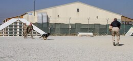 Specialist Austin Lancaster (middle), native of Amarillo, Texas and military working dog handler for the 180th Military Working Dog Detachment at Fort Leonard Wood, gives Larry, his working dog, the command to attack an AMK9 contractor wearing a bite sleeve during the controlled aggression portion of the K9 Competition here on Bagram Airfield, Afghanistan. The K9 competition, held September 16, 2018, consisted of four events: detection, obedience, agility and controlled aggression. In each event the working dog teams were evaluated on their expedience to complete the task, their accuracy, their focus and their obedience to their handler’s commands. Based on these evaluations, the nine working dog teams (three U.S. Army teams and six AMK9 contractor teams) were awarded corresponding points, and the team that ended up with the most points won. (U.S. Army photo by: Staff Sgt. Caitlyn Byrne, 101st Sustainment Brigade Public Affairs)