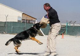 Larry, the working dog who is handled by Spc. Austin Lancaster, native of Amarillo, Texas and military working dog handler for the 180th Military Working Dog Detachment in Fort Leonard Wood, latches on to the bite sleeve of an AMK9 contractor during the controlled aggression portion of the K9 Competition here on Bagram Airfield, Afghanistan. The K9 competition, held September 16, 2018, consisted of four events: detection, obedience, agility and controlled aggression. In each event, the working dog teams were evaluated on their expedience to complete the task, their accuracy, their focus and their obedience to their handler’s commands. Based on these evaluations, the nine working dog teams (three U.S. Army teams and six AMK9 contractor teams) were awarded corresponding points, and the team that ended up with the most points won. (U.S. Army photo by: Staff Sgt. Caitlyn Byrne, 101st Sustainment Brigade Public Affairs)