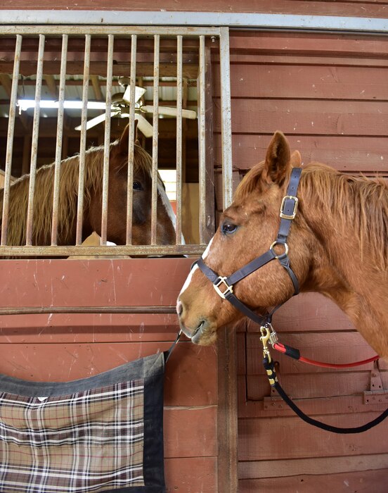 A close up of two brown horses, one in stall behind bars, and the other standing outside of it facing the other.