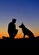 Senior Airman Nathan White, 11th Security Support Squadron military working dog handler, and his dog, Toro, pose for a photo on Joint Base Andrews, Md., March 28, 2019. White and Toro often patrol the base and sweep areas for potential threats to JBA. (U.S. Air Force photo by Airman 1st Class Noah Sudolcan)