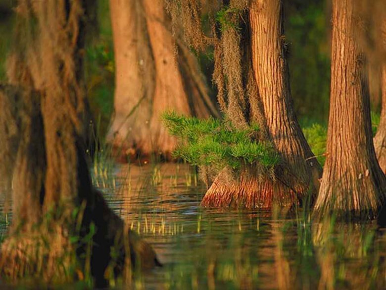 Cypress trees