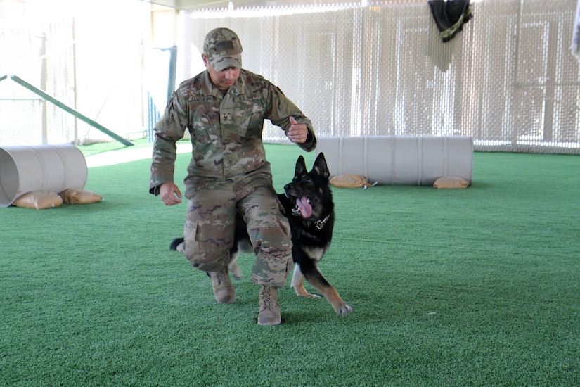 Petty Officer 2nd Class Jonathan Sanchez, a military working dog handler with the Area Support Group-Qatar Provost Marshal’s Office, works on obeying commands with Lars, a German shepherd MWD on the new soft turf field obstacle course at Camp As Sayliyah, Qatar, March 29, 2019. The new facility allows Sanchez and his fellow dog handlers the opportunity to train their animals on a course that is more safe and better suited to properly training  MWD teams.