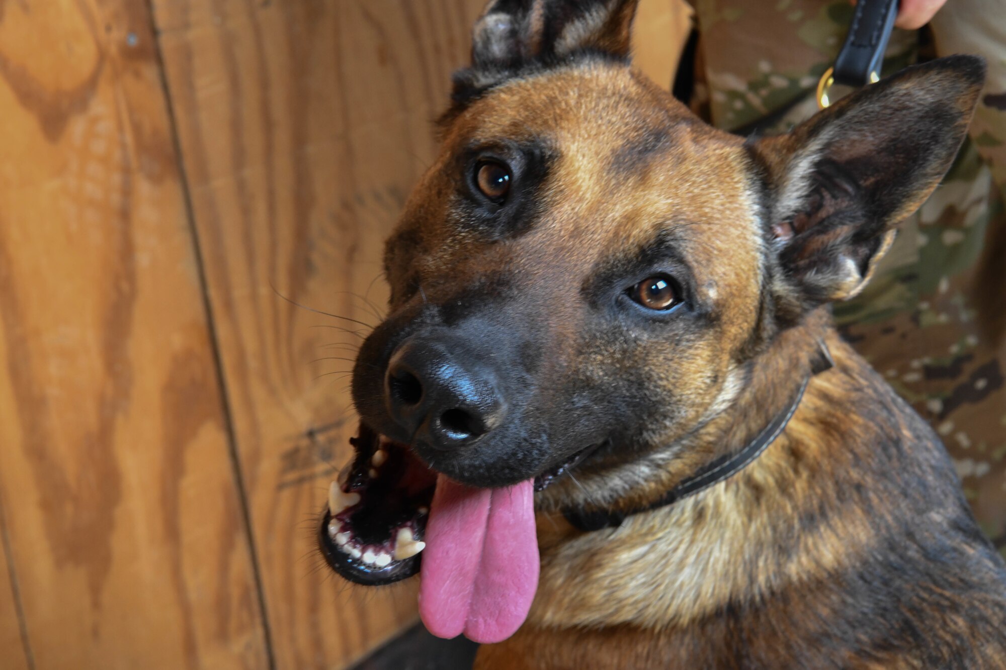 Harry, Military Working Dog assigned to 97th Security Forces Squadron, takes a break after training, Mar. 29, 2019, at Altus Air Force Base, Okla. Military working dogs are originally trained at Lackland AFB, Texas before they are given to units around the world.  (U.S. Air Force photo by Airman First Class Dallin Wrye)