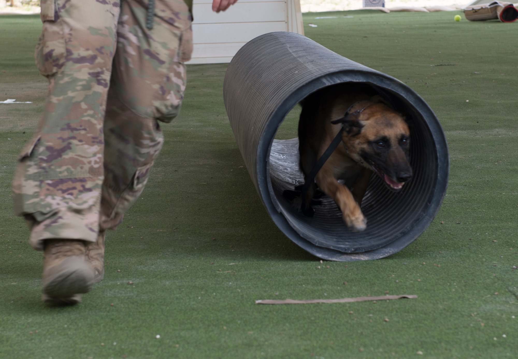 Military working dogs, handlers hone skills with competition