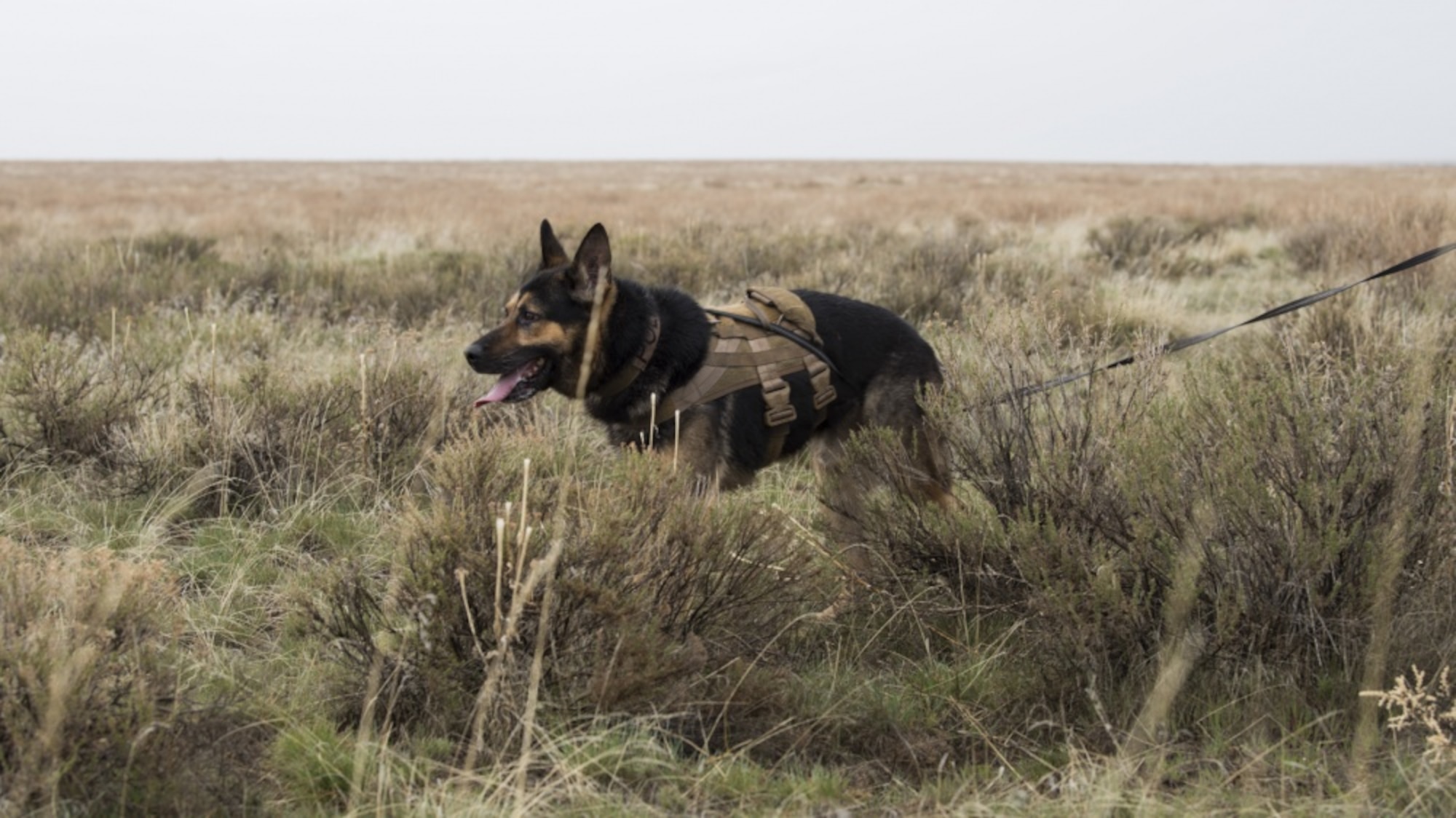 U.S. Air Force Alf, 366th Security Forces Squadron military working dog, acts as opposition forces and hunts down “crashed” pilots during a combat search and rescue exercise April 2, 2019 at Saylor Creek Range near Mountain Home Air Force Base, Idaho. This is one aspect of the Gunfighter Flag exercise that tests the abilities of pilots to stay hidden until rescue arrives while military working dog trainers and their dogs hone their tracking ability in an expansive environment. (U.S. Air Force photo by Airman First Class Andrew Kobialka)