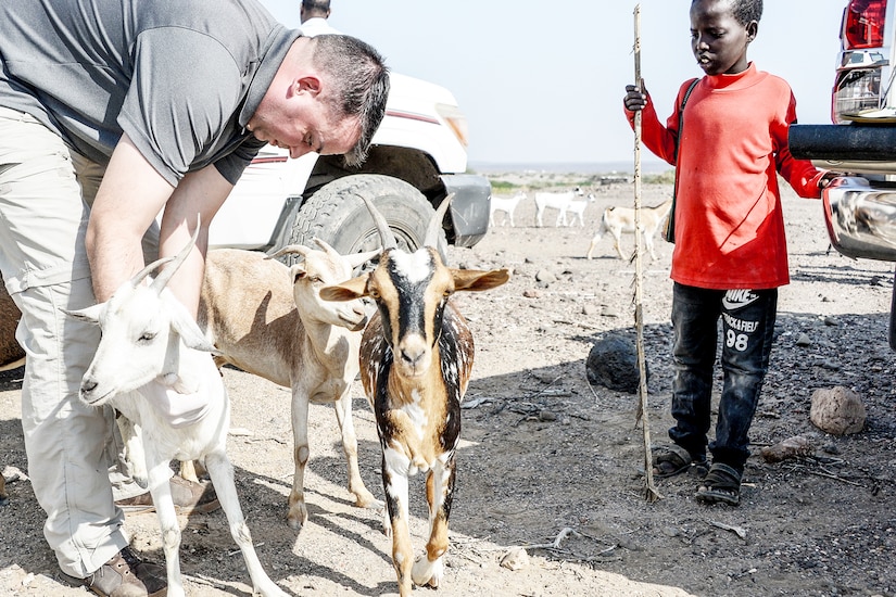 A boy watches as a veterinarian checks one of three goats in a barren field.