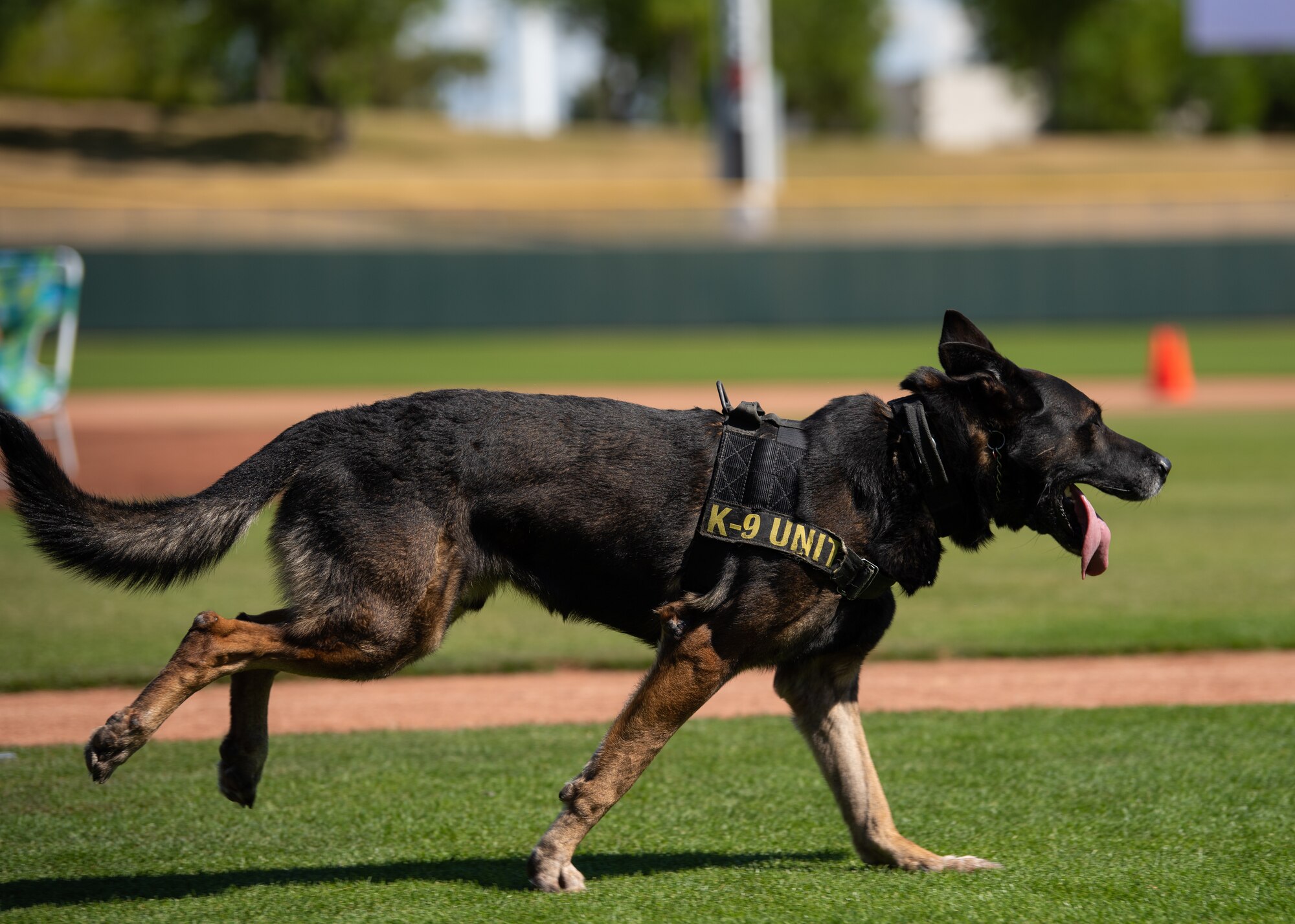 Rango, a military working dog assigned to the 56th Security Forces Squadron, sprints towards his handler during the 2019 Desert Dog Trials, April 6, at Scottsdale Stadium, Scottsdale, Ariz.