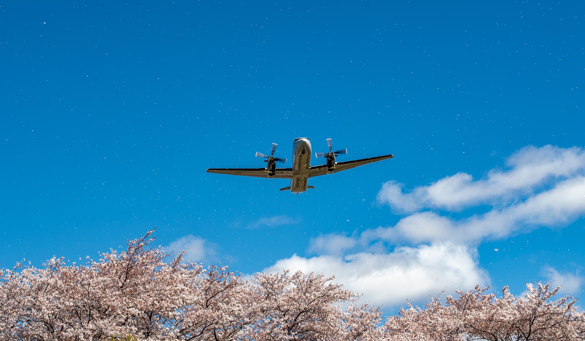C-130J flies over cherry blossoms