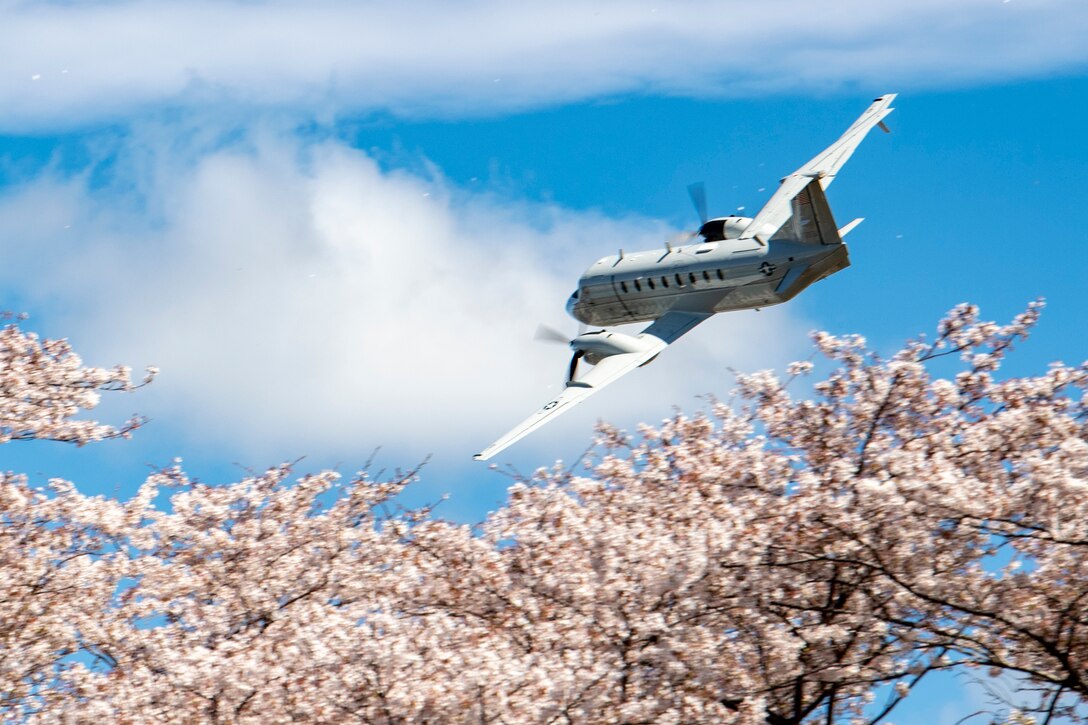Yokota in full bloom