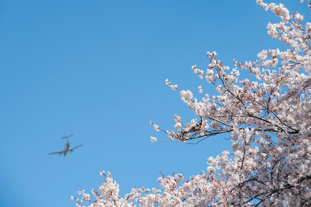 Yokota in full bloom