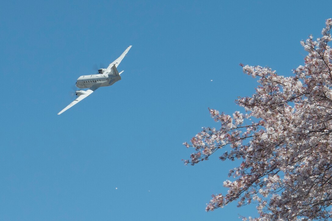 Yokota in full bloom
