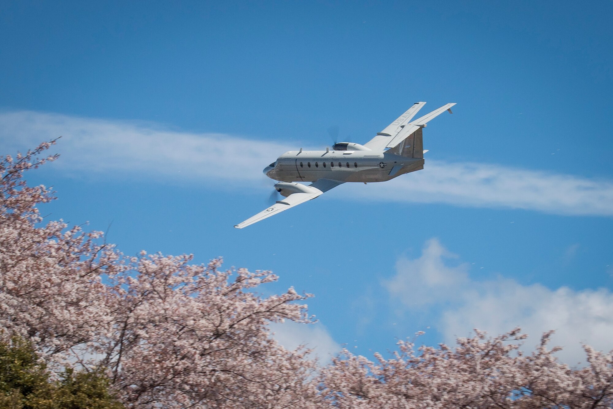 Yokota in full bloom