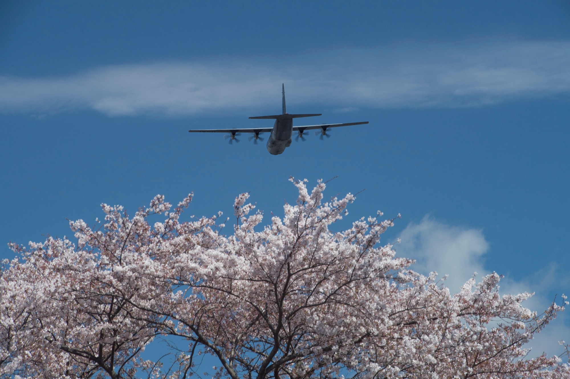 Yokota in full bloom