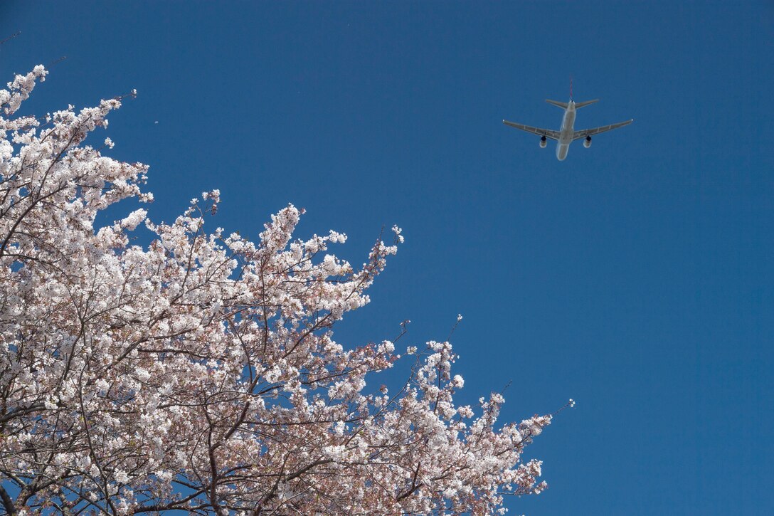 Yokota in full bloom