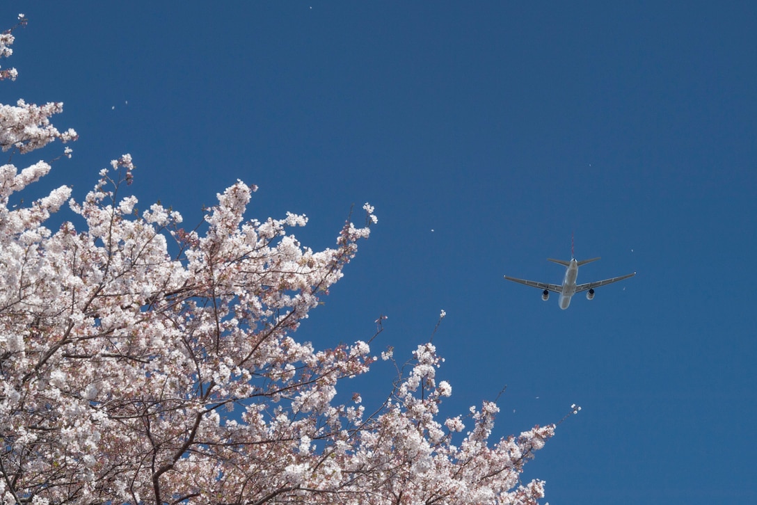 Yokota in full bloom