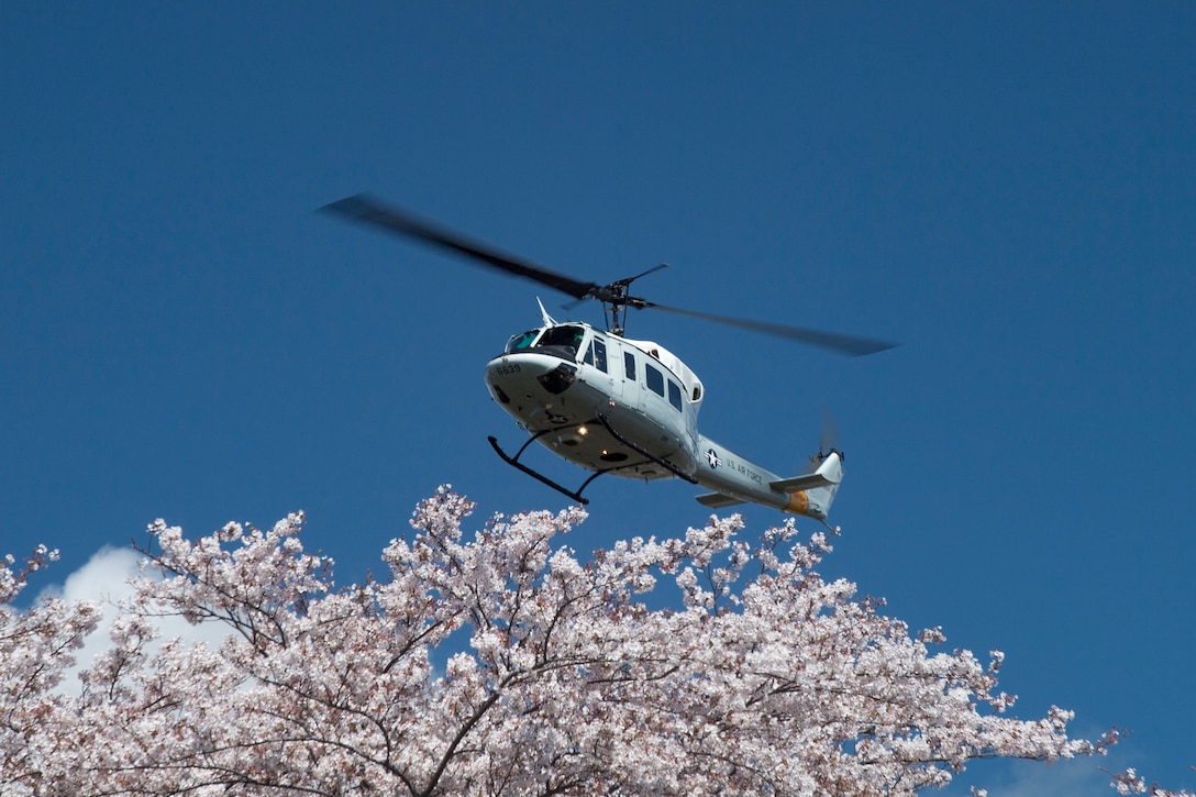 Yokota in full bloom