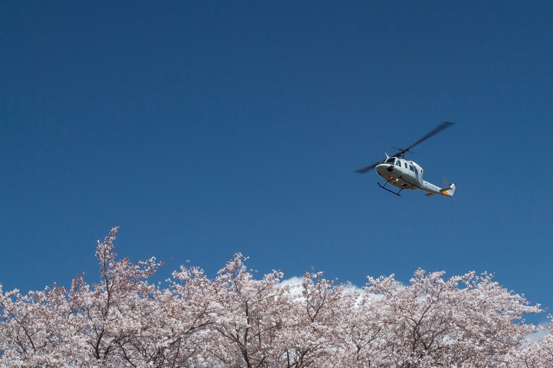 Yokota in full bloom